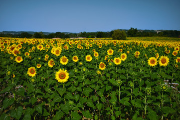 Fototapeta na wymiar Big field of sunflowers on a sunny day