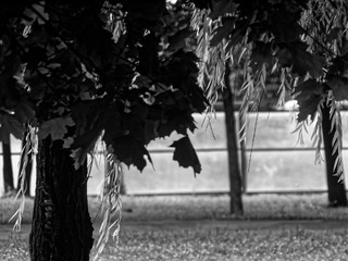 narrow willow leaves on a tree, Moscow.