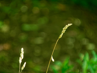 wild grass in summer in the garden, Russia