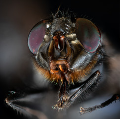 mouche en tres gros plan (5X)