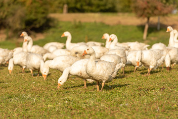 Many white fattening geese on a meadow