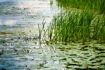 Water lily in pond