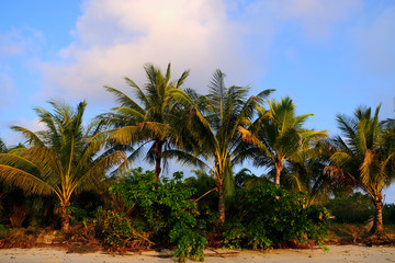 Obraz na płótnie Canvas Tropical Palm Trees in the Morning Light