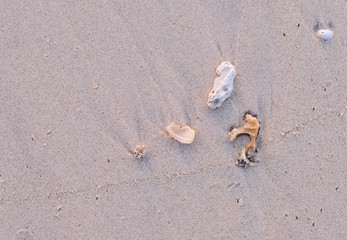Small Seashells on a Beach in the Morning Light