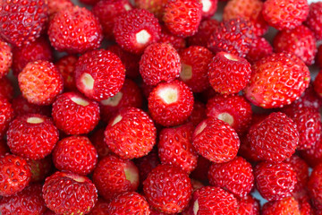 bright ripe wild strawberries isolated - many small berries-close-up macro