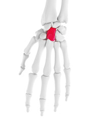 3d rendered medically accurate illustration of capitale