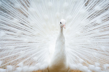 white peacock albino uncovered his feathers