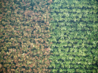 Green grass wall texture for backdrop design and eco wall and die-cut for artwork