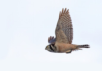 Northern Hawk-Owl (Surnia ulula) in flight hunting in winter in Canada