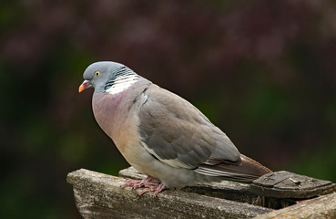 Ringeltaube