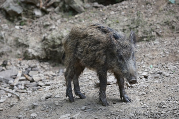 Close up portrait of a young boar in the wild