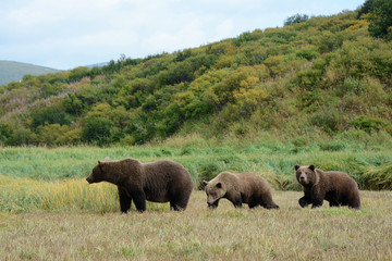 Grizzlybärin mit zwei Jungen