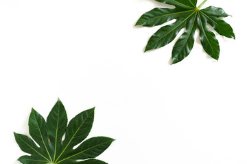 Fototapeta na wymiar Frame made of green aralia leaves on white background
