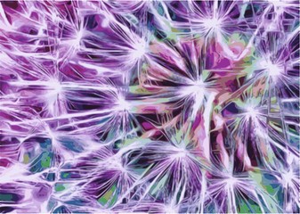 dandelions on purple background