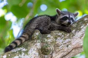 Raccoon resting on a branch in Cahuita National Park, Costa Rica.