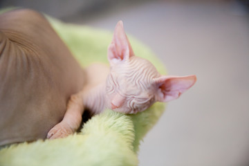 sleeping white two month old Don Sphinx cat on light green fur background