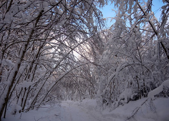 Walk in the sunny snowy winter forest, snowdrifts, snow on tree branches