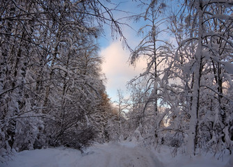 Walk in the sunny snowy winter forest, snowdrifts, snow on tree branches
