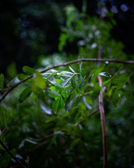 macro shot of green leaves of a tree with water drops in the winter