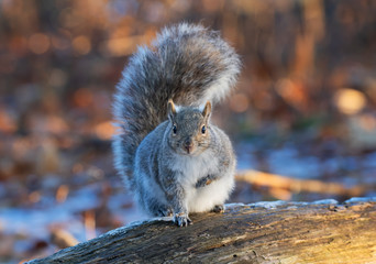 Beautiful fat Grey squirrel posing for me on the forest floor near the Ottawa river in Canada © Jim Cumming