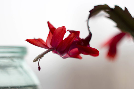 Photo of a red Schlumberger flower