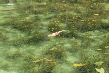 岐阜県関市　モネの池（名もなき池）
