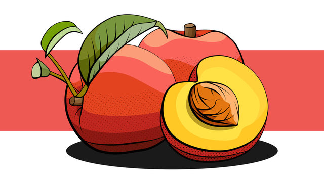 Vector illustration of peach fruits on white and red line.
