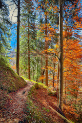 Obraz premium Picturesque autumn forest