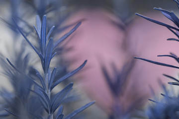 Growing herb rosemary targeted focus, green background, close up