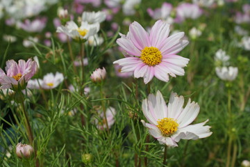 white flower in garden.