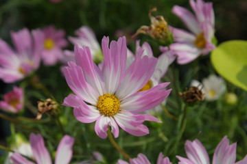 pink flower in garden.