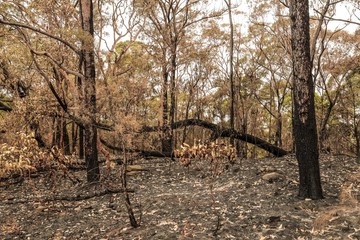 Burnt forest Australia