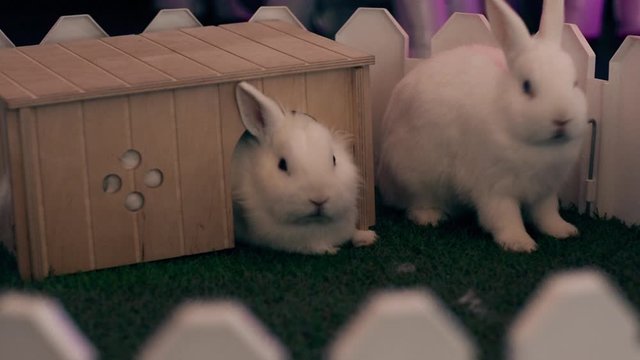 Two white rabbits sit behind a small white fence, next to their house. Chewing grass.