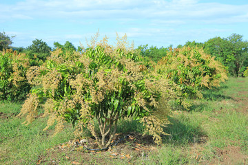 Fototapeta na wymiar Mango trees in field with bunches of mango flowers.