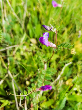Flower of common vetch or arbeja