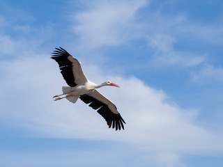 ciconia ciconia flying