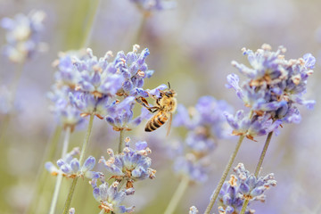 Bee in Lavender in Australia