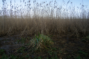 Fototapeta premium landscape tree and minimalism
