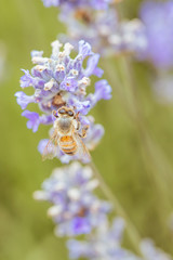 Bee in Lavender in Australia