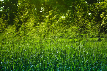 grass flower for background.