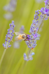 Bee in Lavender in Australia