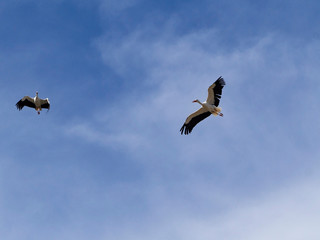 ciconia ciconia flying