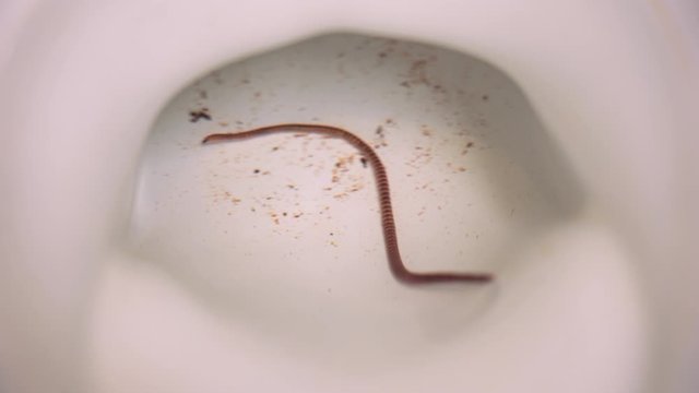 Worm In Toilet. Worm in my Toilet Water. Horrific Situation in 4k