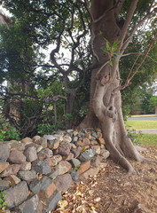 tree and rustic stone fence