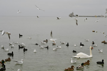 Flock of gulls, ducks, swans and doves on a cloudy day on the black sea coast 