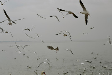 Flock of gulls, ducks, swans and doves on a cloudy day on the black sea coast 