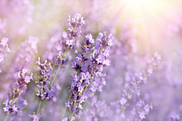 Beautiful lavender flower, flowering lavender flower in flower garden
