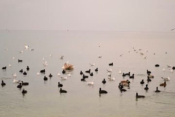 Flock of gulls, ducks, swans and doves on a cloudy day on the black sea coast 