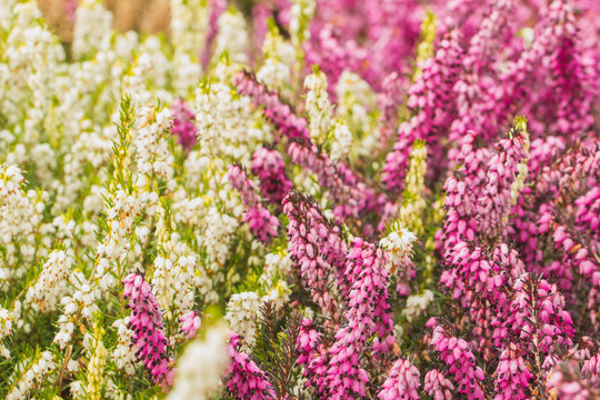 Soft natural flowers background. Calluna vulgaris 'Marlies' - pink and white bell heather, close-op blurred