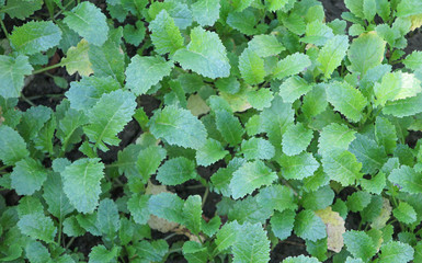 Leaves of a sprouted mustard plant.